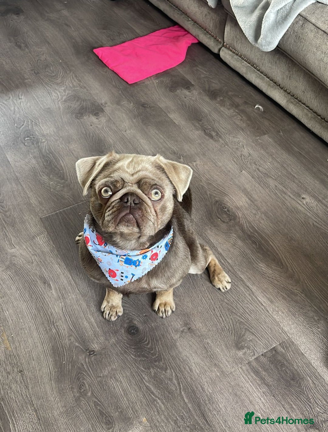 Pug dogs for sale: Reggie the pug - Image 1
