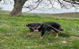 Mixed Breed dogs for adoption: Teya - Norwich Norfolk  - Image 12