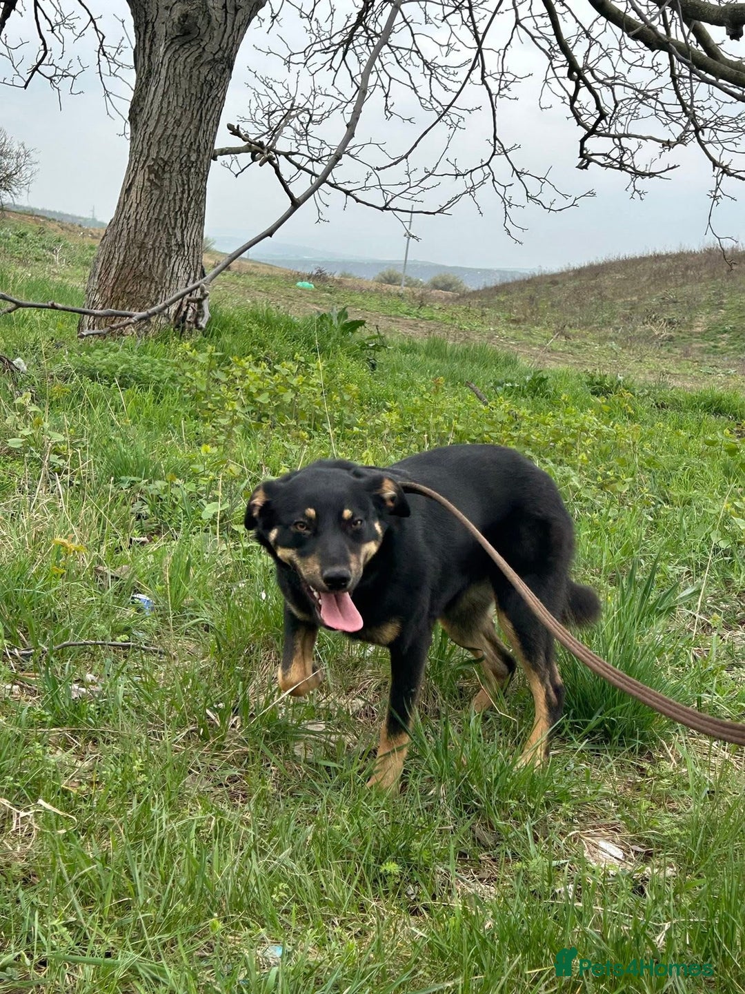 Mixed Breed dogs for adoption: Teya - Norwich Norfolk  - Image 12
