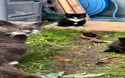 Mixed Breed cats for sale: Kittens for sale  - Advert 28