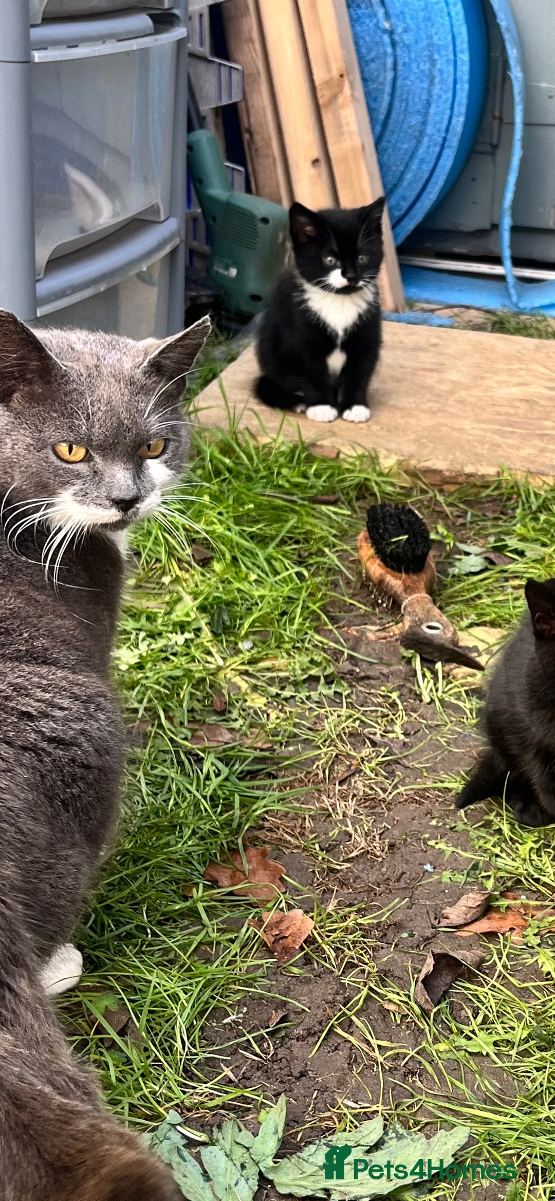 Mixed Breed cats for sale: Kittens for sale  - Advert 28