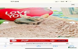 Sphynx cats for sale: Sweet Sphynx Kitten Looking for a Forever Home 🐾 - Image 6