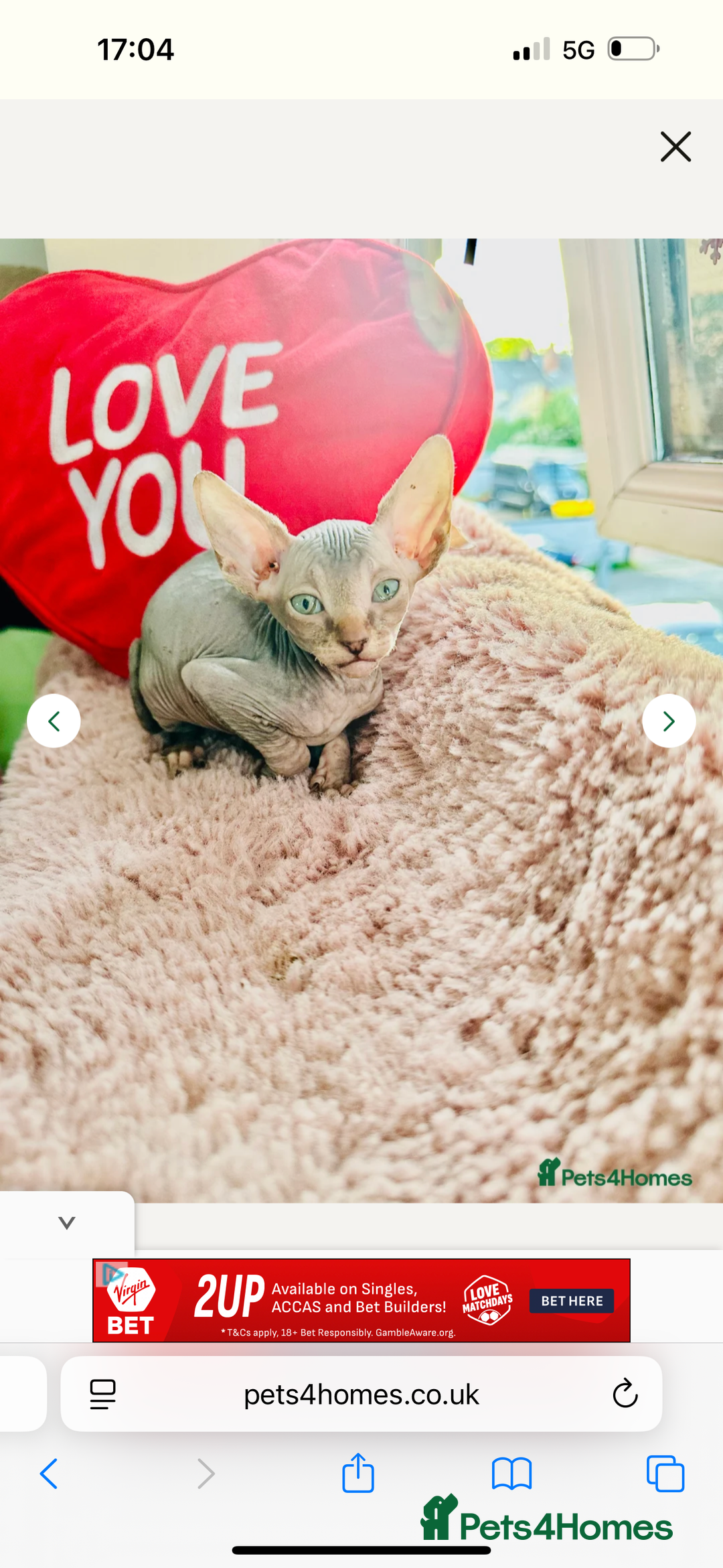 Sphynx cats for sale: Sweet Sphynx Kitten Looking for a Forever Home 🐾 - Image 6