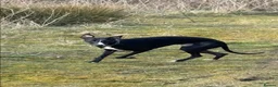 Whippet dogs for stud: Stud available - Bonnywhip Flacks - Advert 2