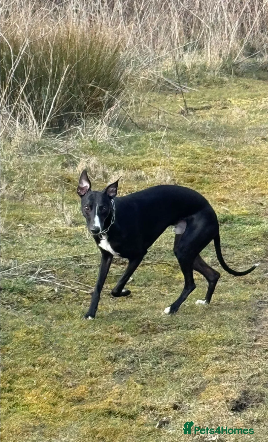 Whippet dogs for stud: Stud available - Bonnywhip Flacks - Advert 2