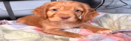 Cocker Spaniel dogs for sale: KC GOLDEN WORKING COCKERS HEALTH TESTED PARENTS !! - Advert 6
