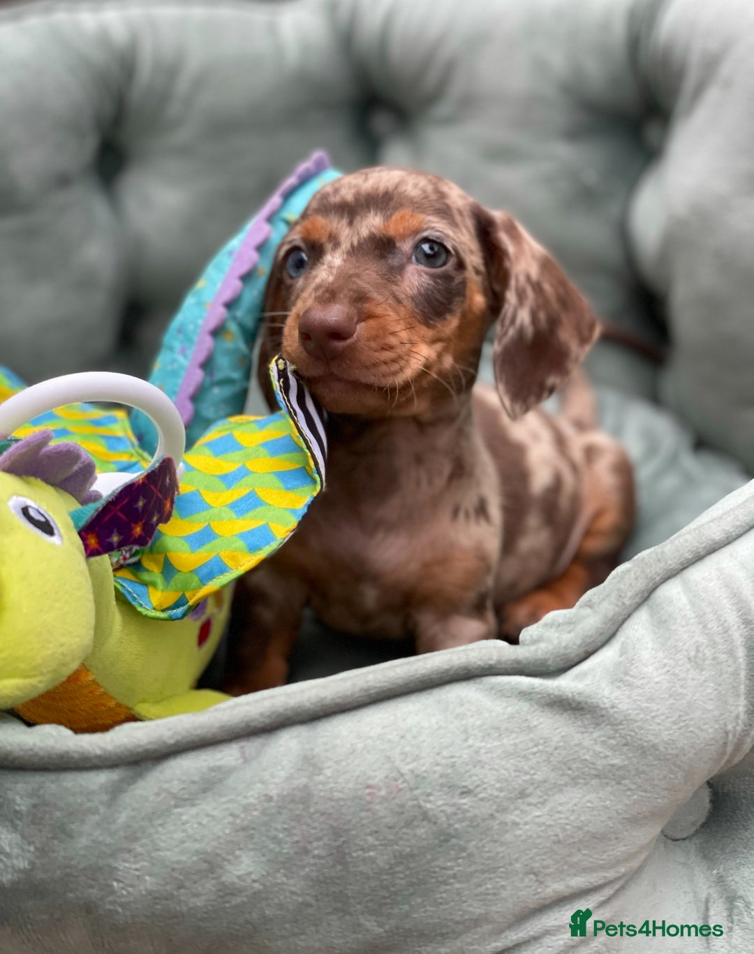 Miniature Dachshund dogs for sale: Mini Dachshunds  - Advert 7