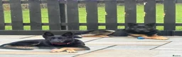 German Shepherd dogs for sale: Puppies  in Romford - Advert 2