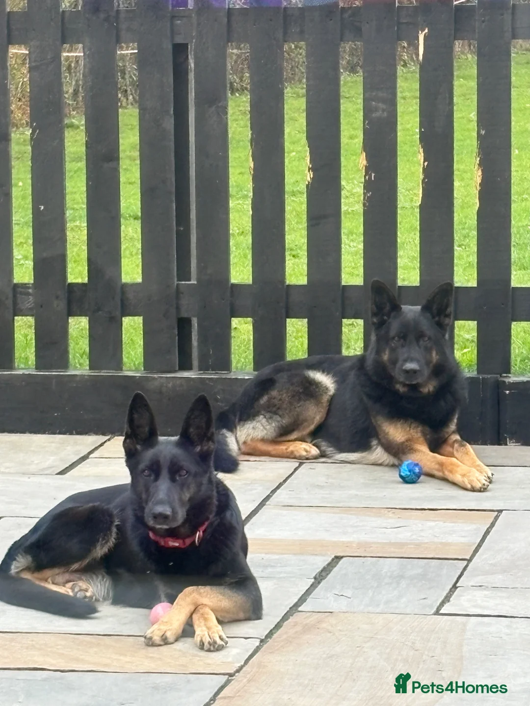 German Shepherd dogs for sale: Puppies  in Romford - Advert 2