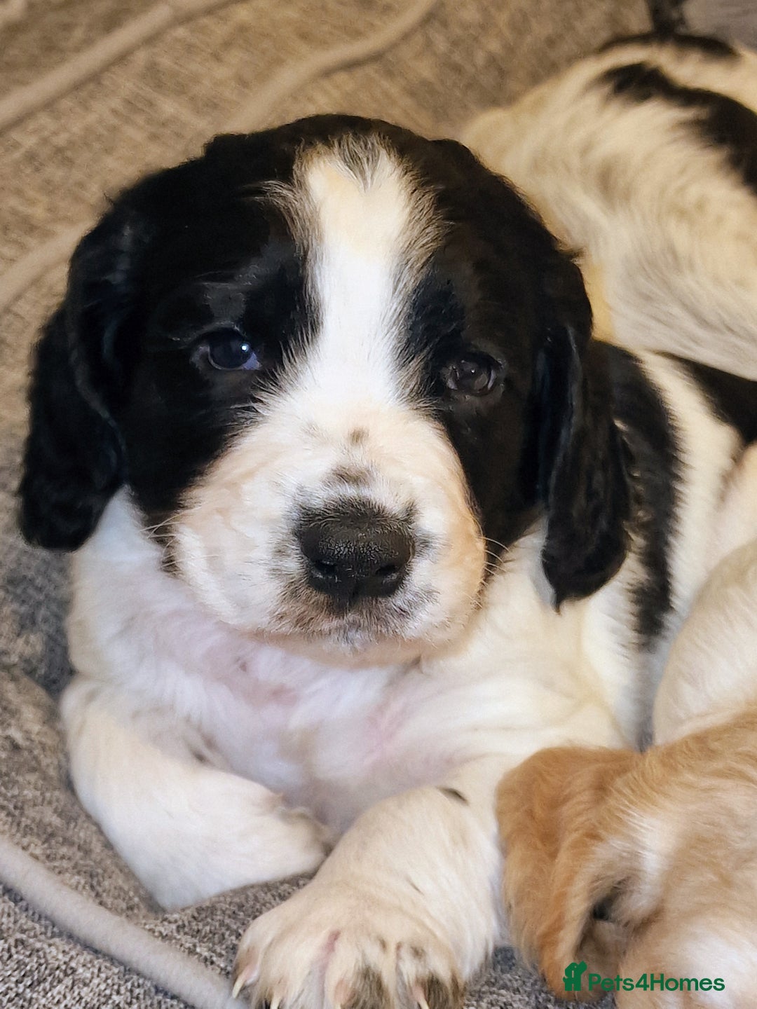 Cocker Spaniel dogs for sale: KC registered, health tested particolour litter - Advert 8