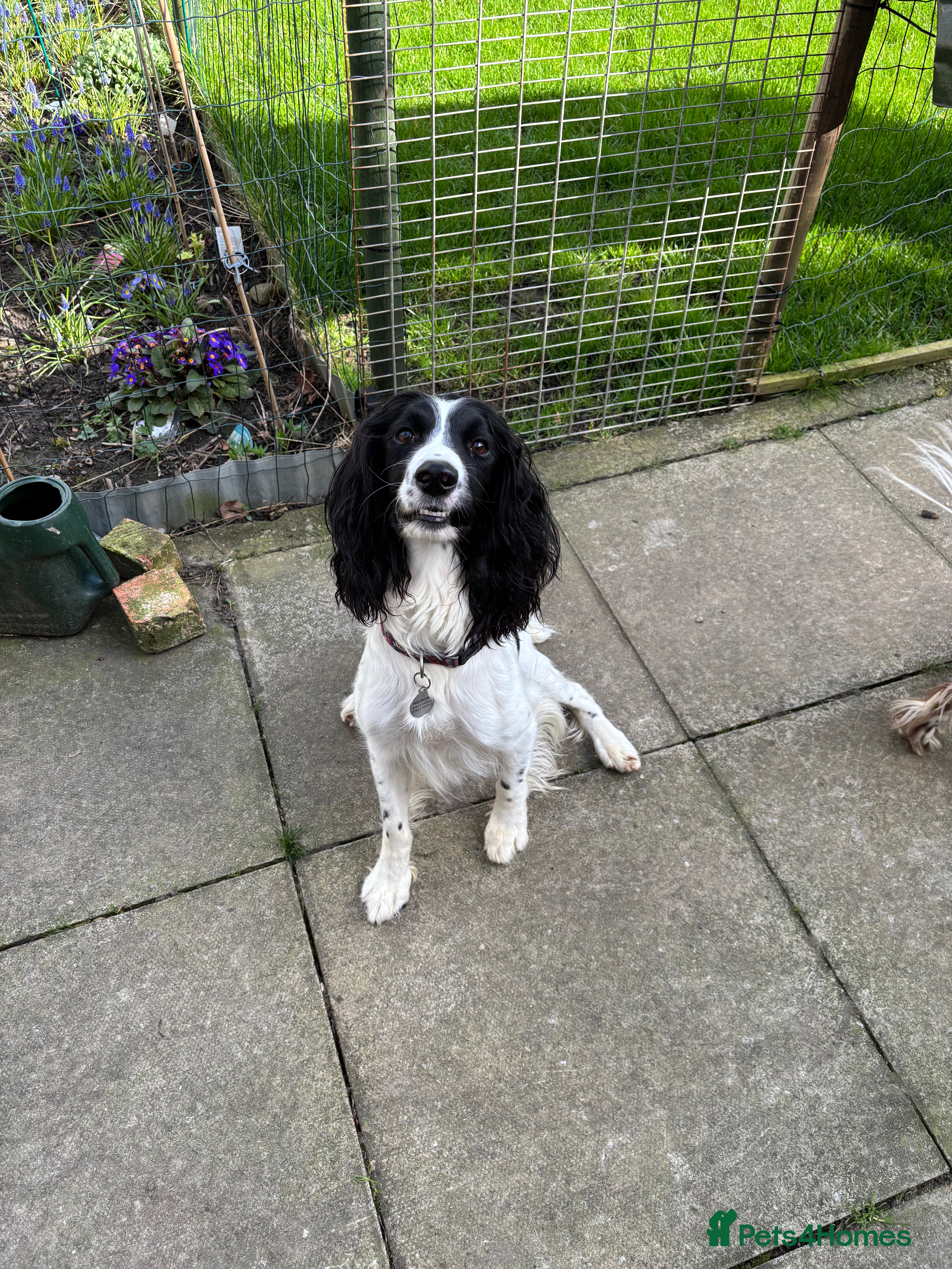 English Springer Spaniel dogs KC registered English Springer Spaniels - Advert 1