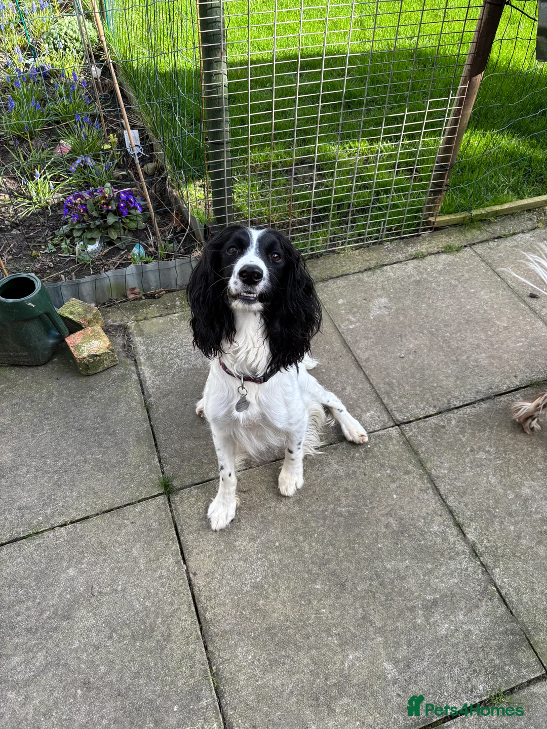 English Springer Spaniel dogs for sale: KC registered English Springer Spaniels in Leeds - Advert 1