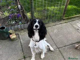 English Springer Spaniel dogs KC registered English Springer Spaniels - Advert 3
