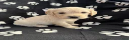 Golden Retriever dogs for sale: Kennel Club Health Tested Golden Retriever Puppies - Advert 35