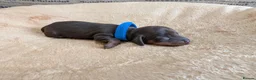 Miniature Dachshund dogs for sale: KC Registered Miniature Dachshunds - Advert 6
