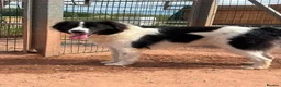 Mixed Breed dogs for adoption: Meet Sid, currently residing in Cheshire  - Advert 10