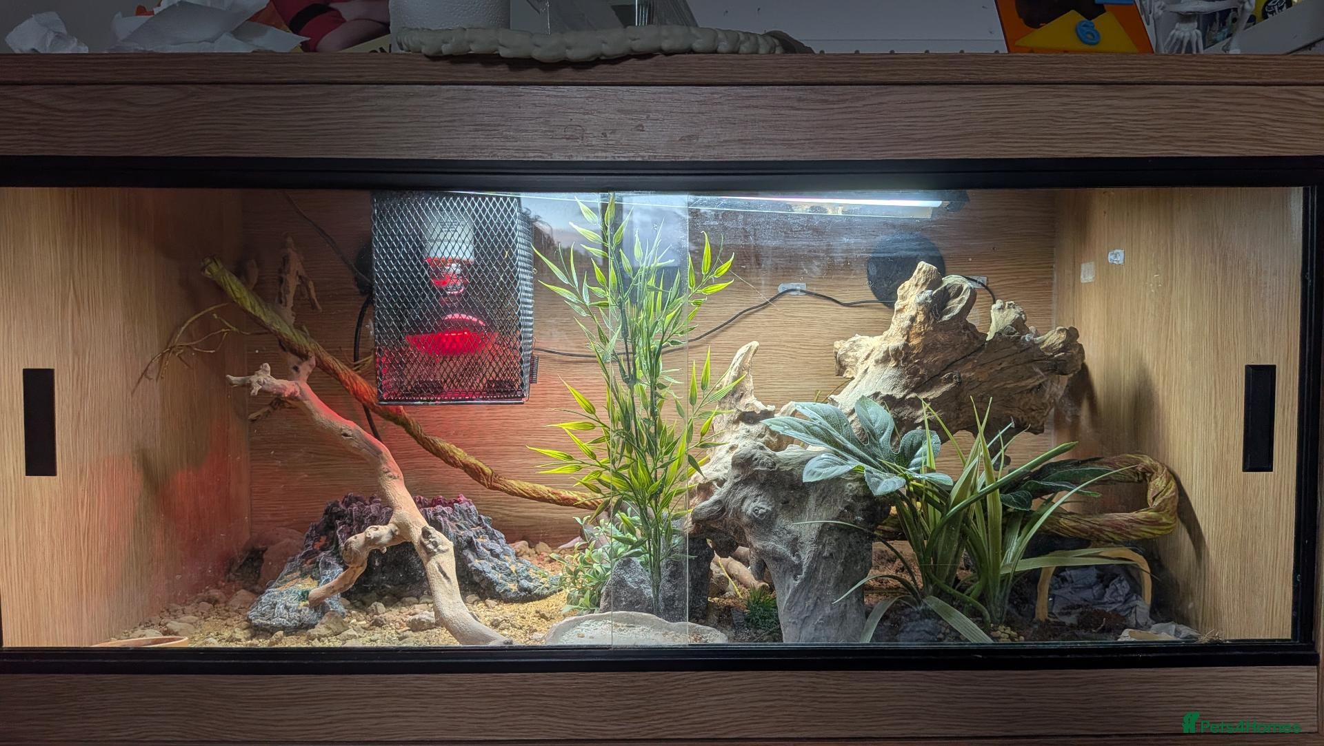 Leopard Gecko reptiles LEOPARD GECKO + PREMIUM 3FT VIVARIUM SETUP – £250 - Advert 1