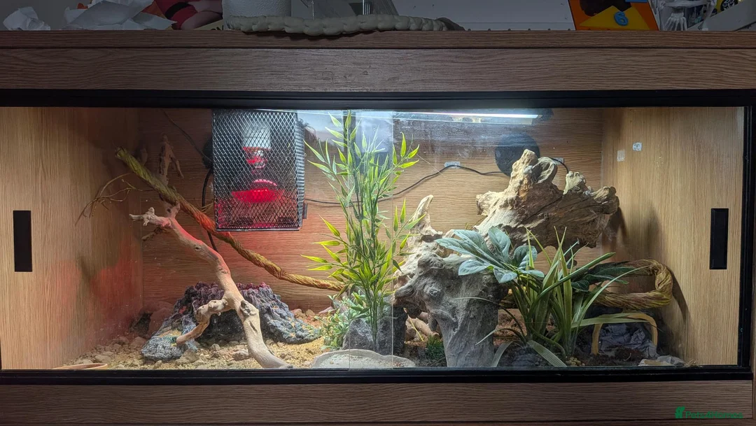Leopard Gecko reptiles for sale: LEOPARD GECKO + PREMIUM 3FT VIVARIUM SETUP – £250 in Halesowen - Advert 1