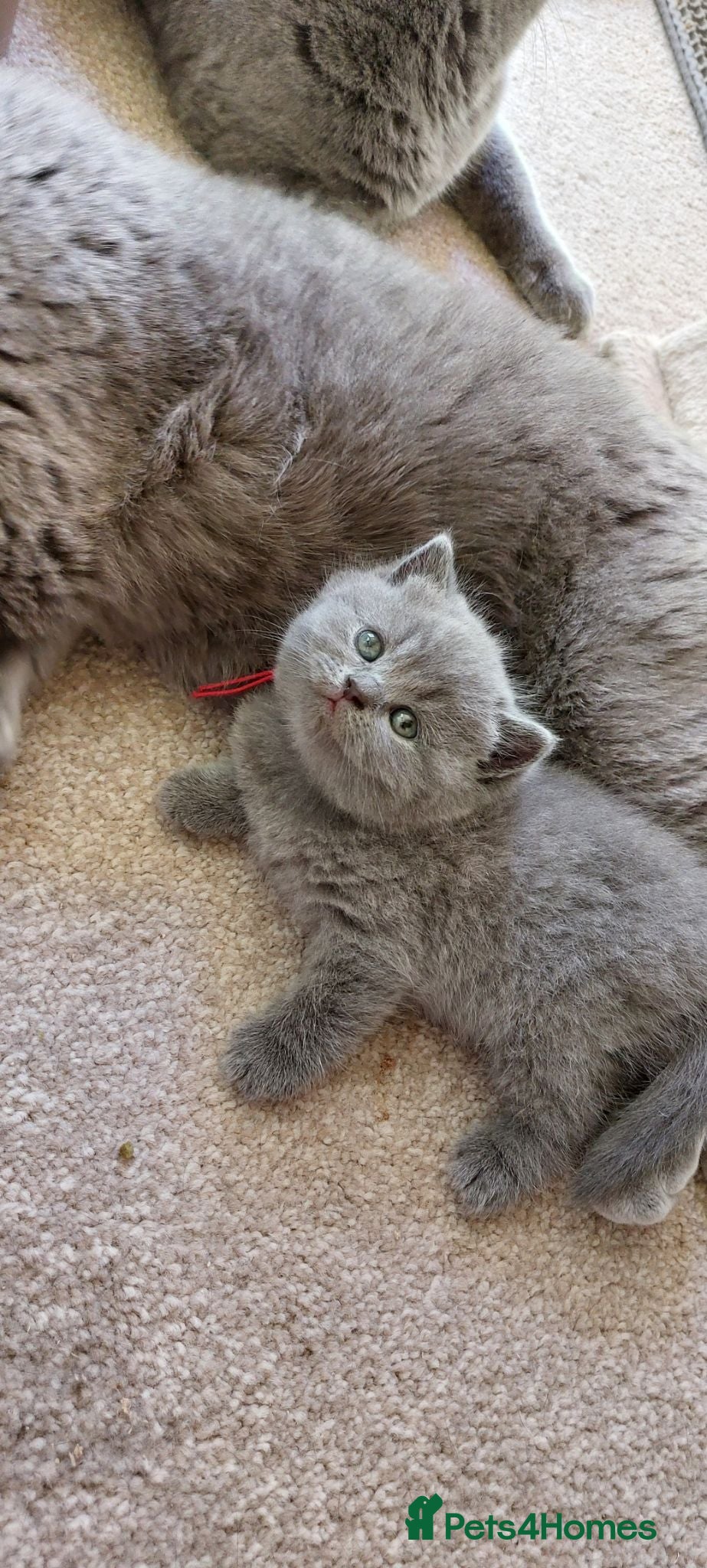 British Shorthair cats Pure Blue British Shorthair Kittens  - Advert 16