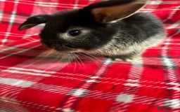 Mini Lop rabbits for sale: Gorgeous mini lops - Image 3