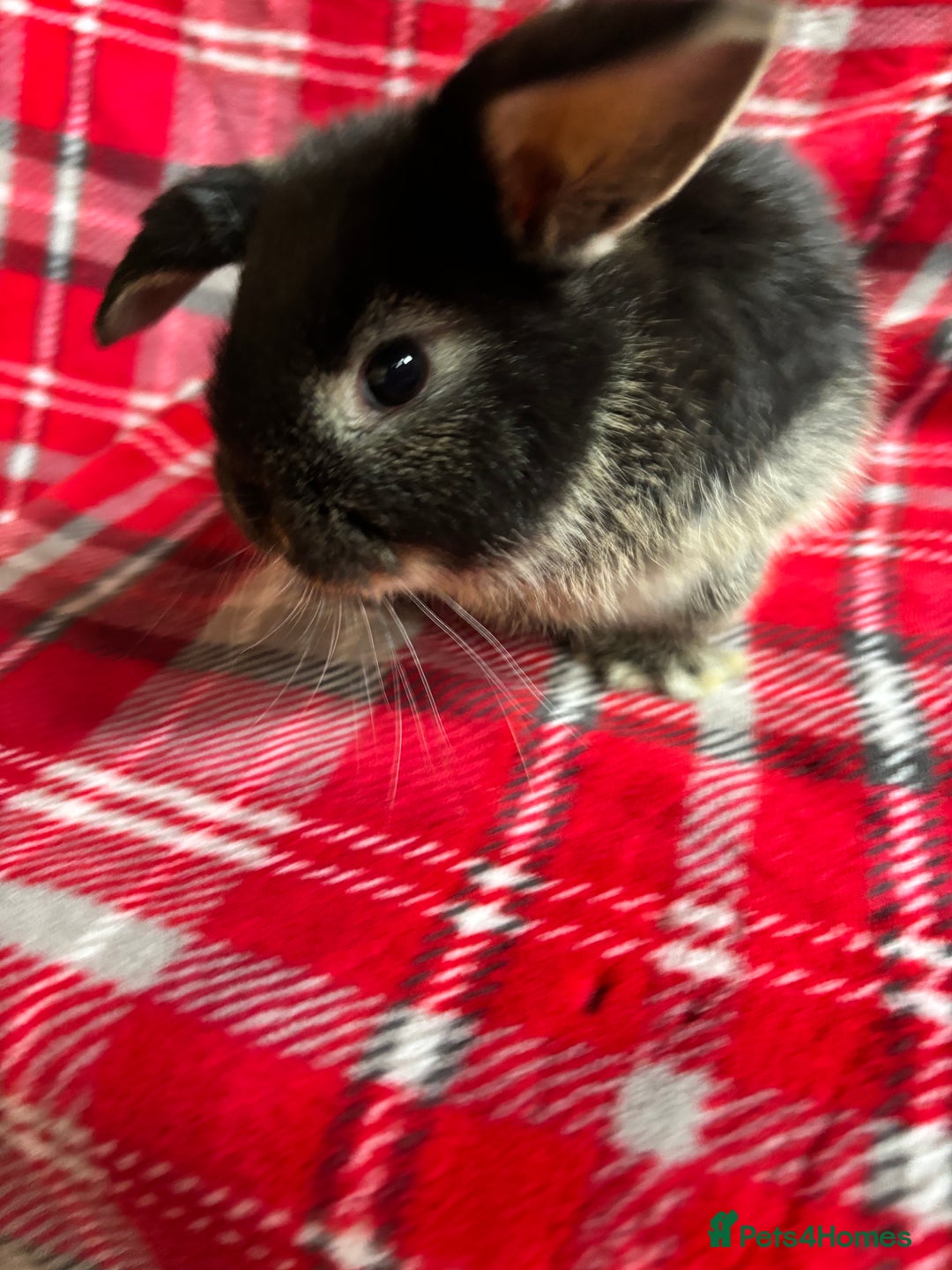 Mini Lop rabbits for sale: Gorgeous mini lops - Image 3