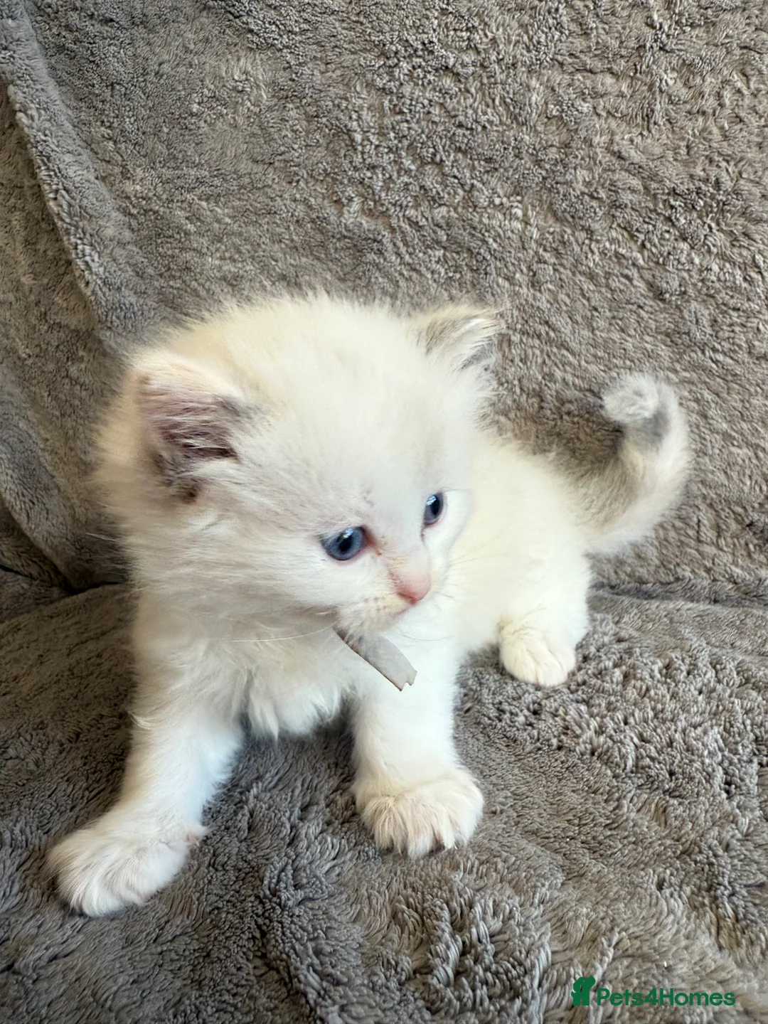 Ragdoll cats for sale: 2 Genetic tested pure Ragdoll Tortie Girl’s Ready - Advert 19