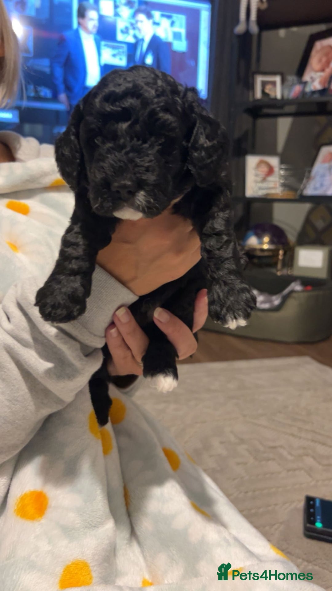 Cockapoo dogs for sale: Clarissa - Image 5