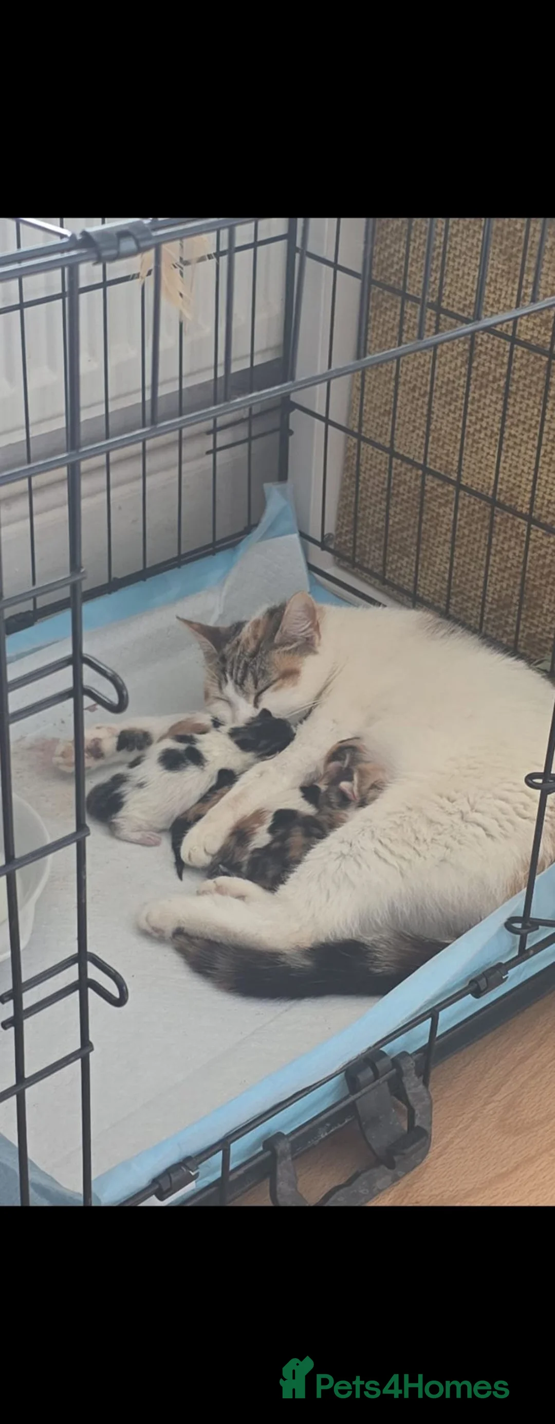 Mixed Breed cats for sale: 3 female calico kittens - Advert 1