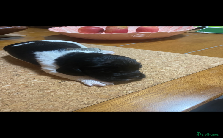 English Springer Spaniel dogs - Advert 1