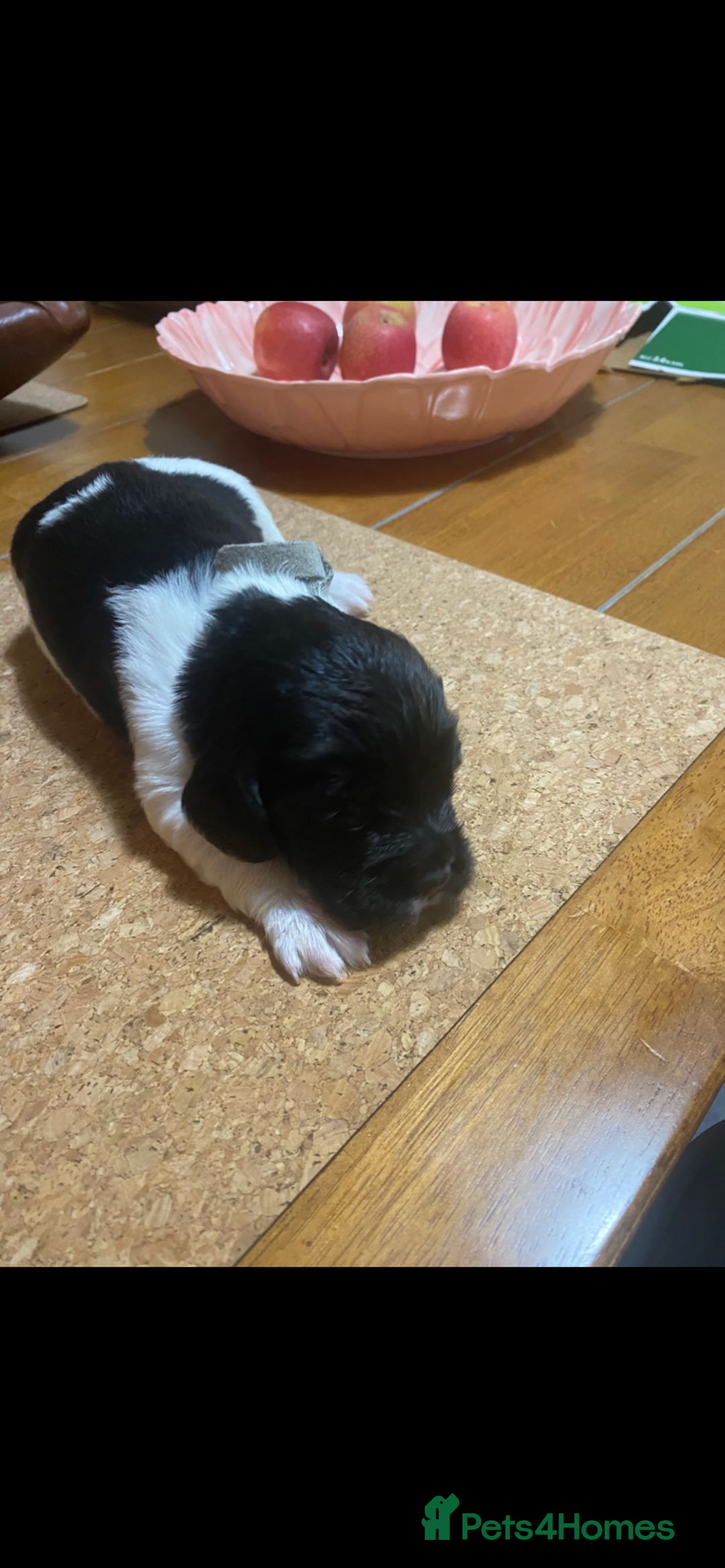 English Springer Spaniel dogs for sale: English Springer Spaniels  - Image 1