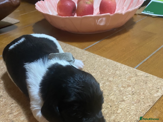 English Springer Spaniel dogs - Advert 3