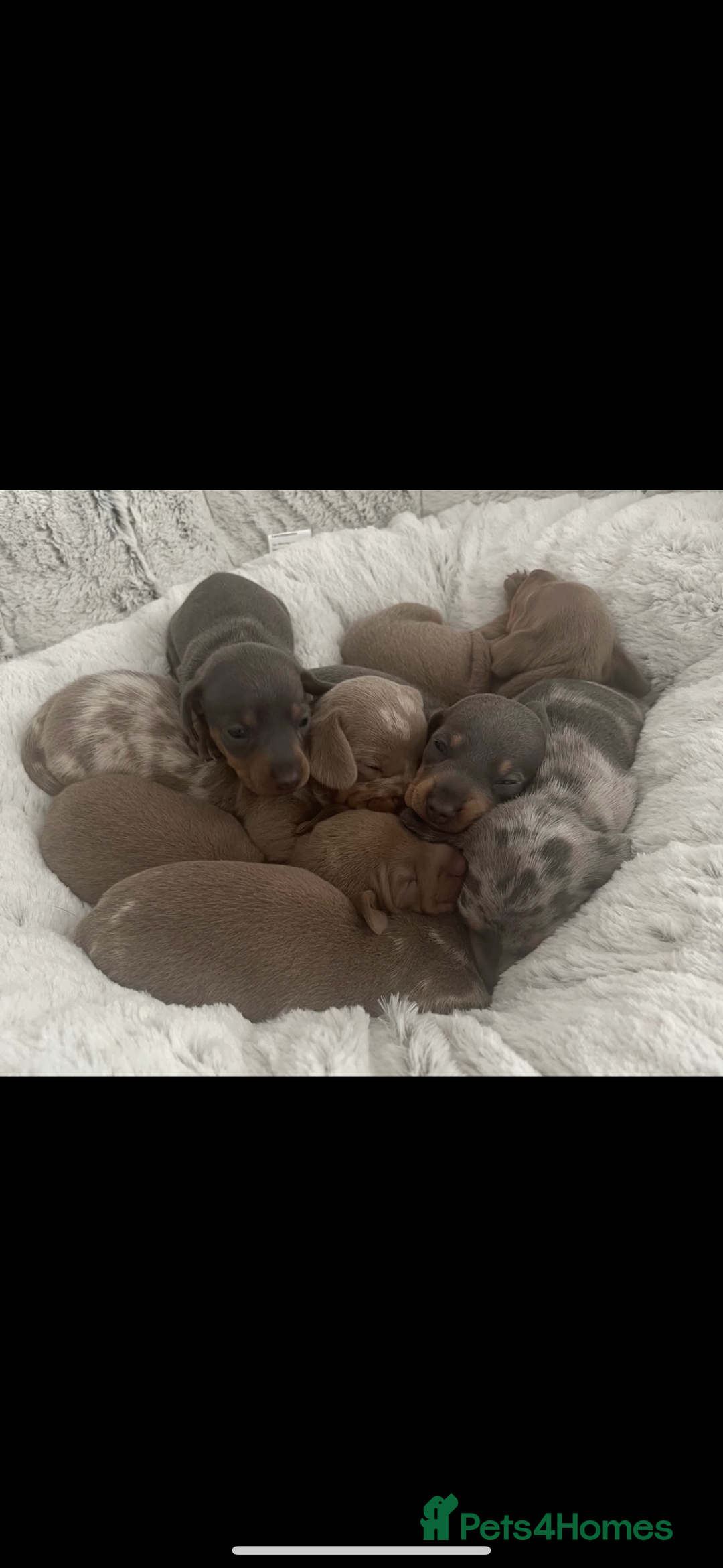 Miniature Dachshund dogs for sale: Miniature kc reg dachshunds for sale  - Image 2