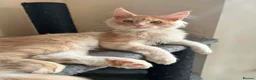Maine Coon cats for sale: TICA REGISTERED Maine Coon boys! £1250 - Advert 3