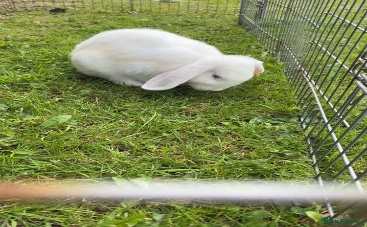 Mini Lop rabbits - Advert 6