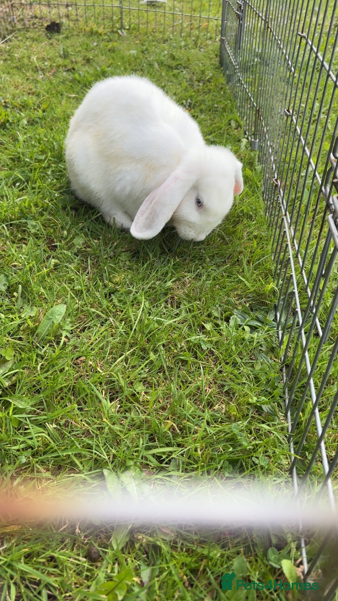 Mini Lop rabbits for sale: Female mini lops  - Image 1
