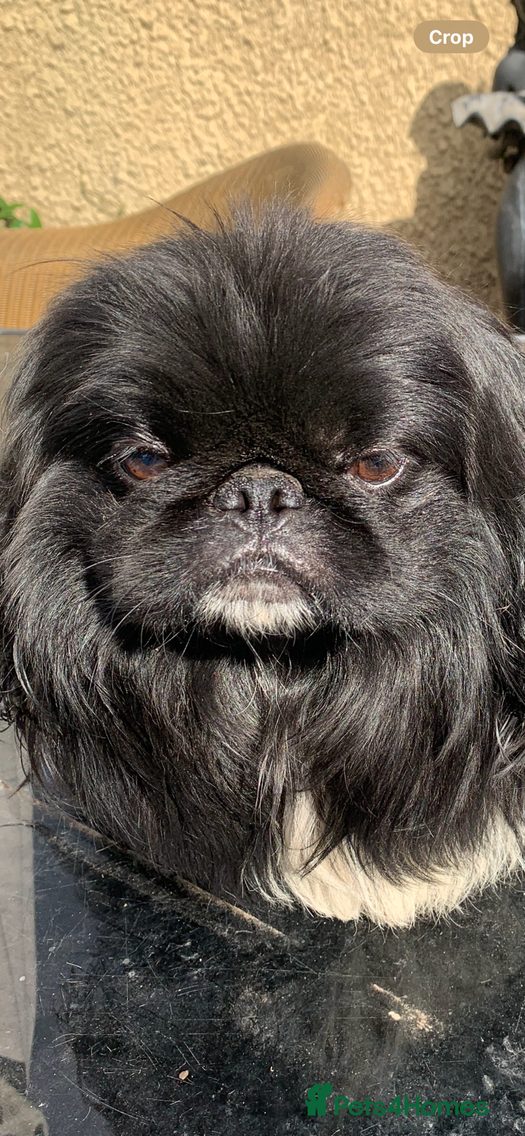 Pekingese dogs for sale: Top quality KC Reg Pekingese boys - Image 2