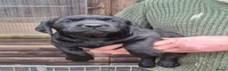 Labrador Retriever dogs for sale: Black Labrador Retriever Puppies in Radstock - Advert 1