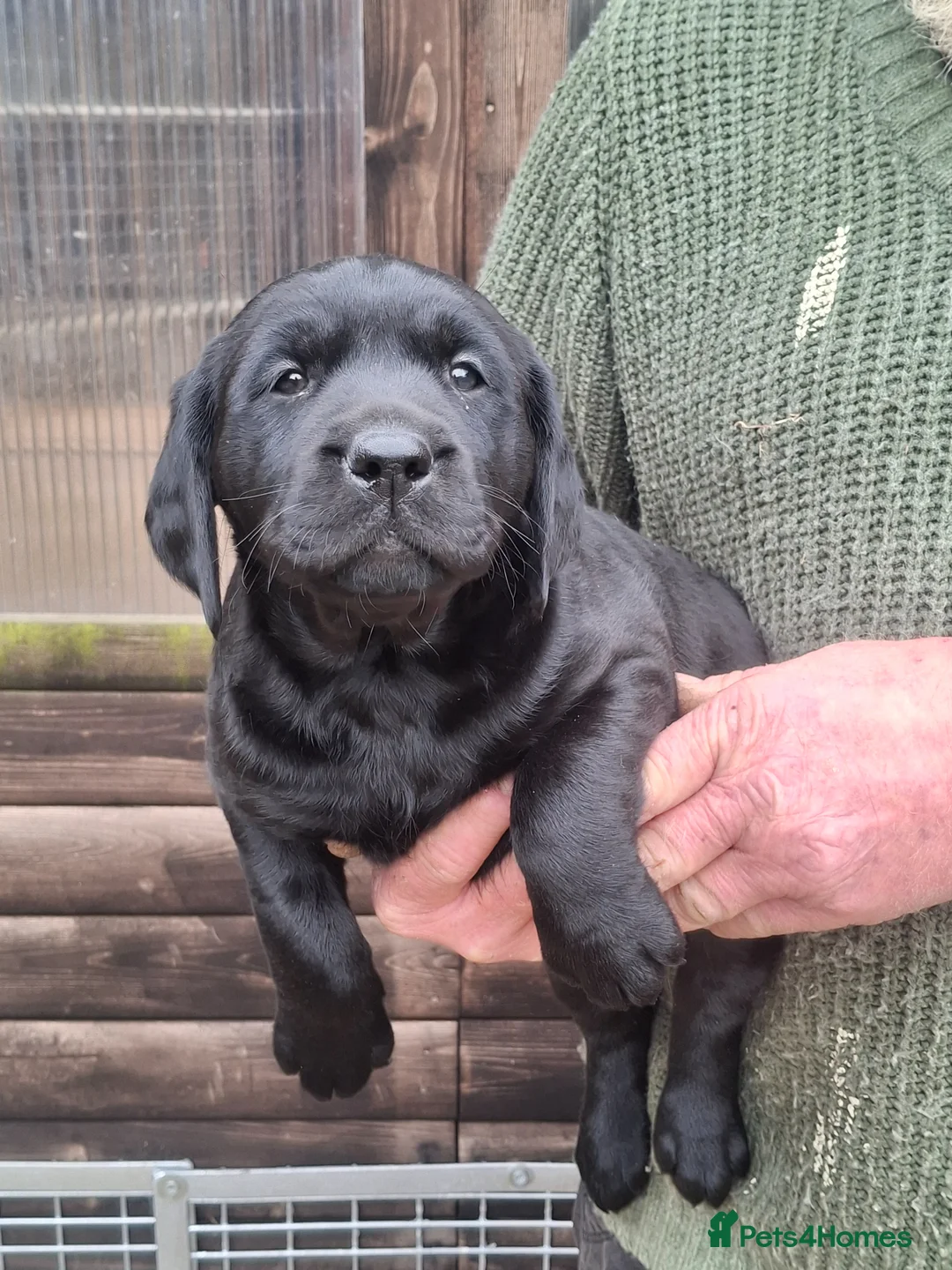Labrador Retriever dogs for sale: Black Labrador Retriever Puppies in Radstock - Advert 1