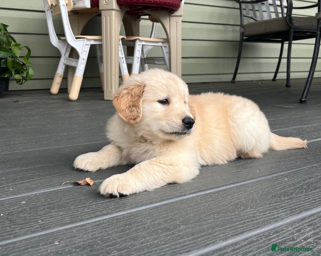 Golden Retriever dogs for sale: Expecting golden retriever puppies - Image 9
