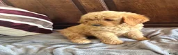 Mini Goldendoodle dogs for sale: Health-Tested Family Happy Sociable Goldendoodles - Advert 9