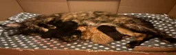 Mixed Breed cats for sale: 6 Male Kittens! 🧡🖤 - Advert 1
