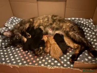 Mixed Breed cats 6 Male Kittens! 🧡🖤 - Advert 1