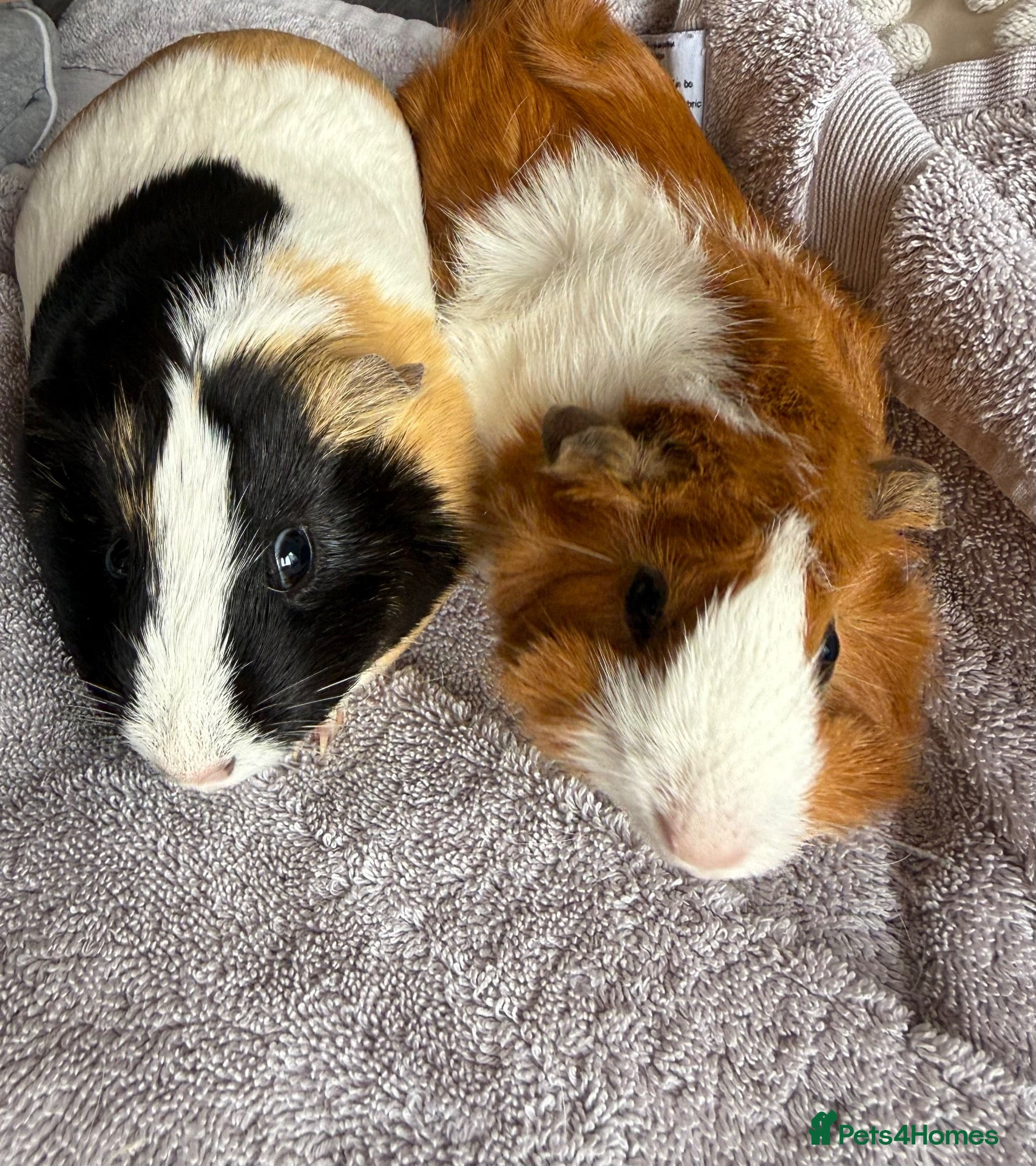 Guinea Pig rodents Two female bonded guinea pigs  - Advert 1