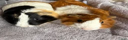 Guinea Pig rodents for sale: Two female bonded guinea pigs  - Advert 1