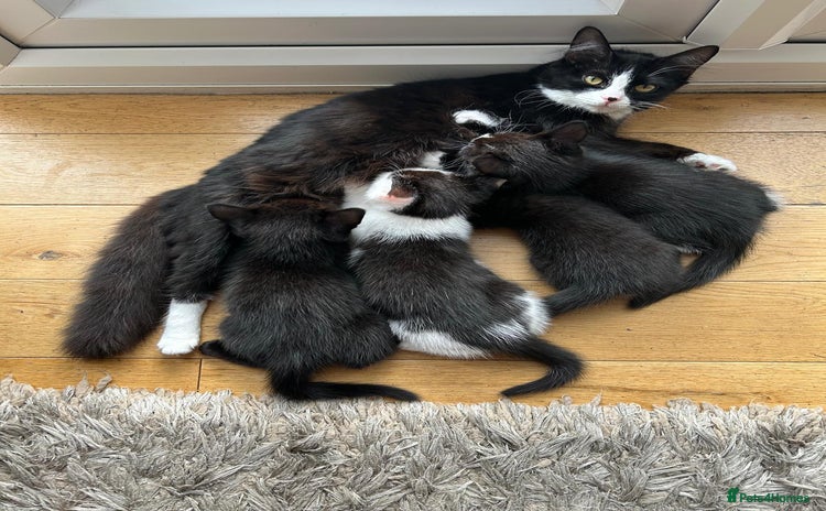 Mixed Breed cats - Advert 7