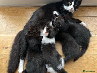Mixed Breed cats - Advert 28