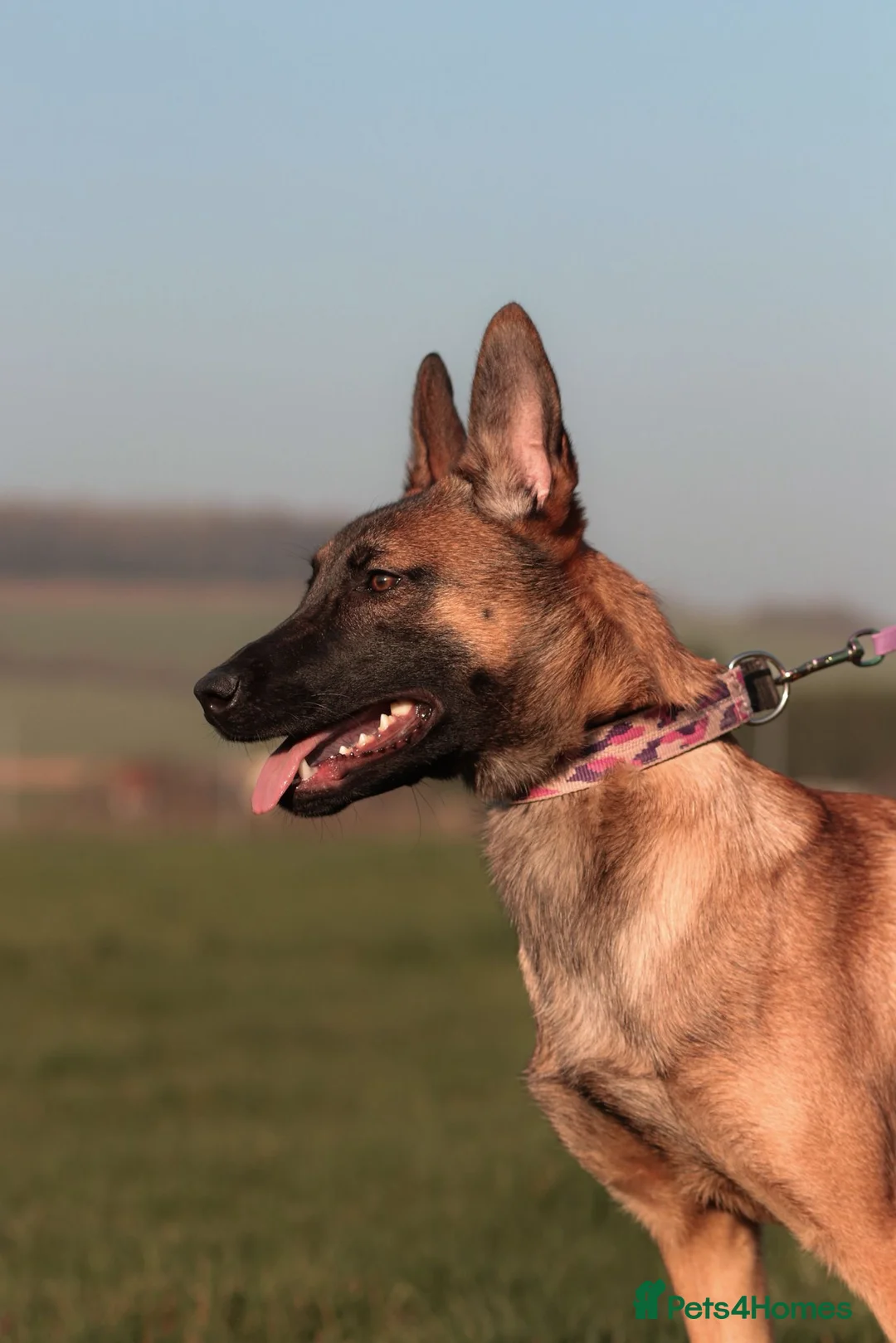 Belgian Shepherd Dog dogs for sale: Female Belgian Malinois  - Advert 2