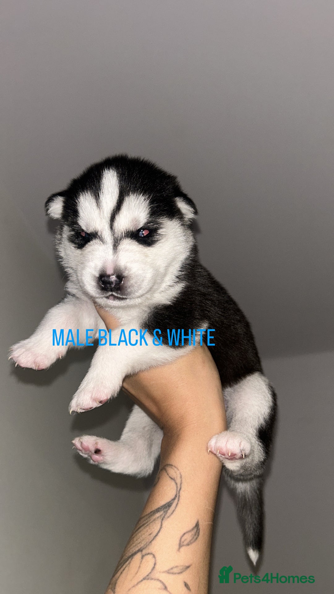 Siberian Husky dogs for sale: STUNNING PURE SIBERIAN HUSKY PUPPIES  - Advert 9