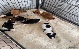 Jack Russell dogs for sale: Full breed jack Russell puppies for sale - Image 2