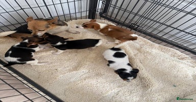 Jack Russell dogs - Advert 7